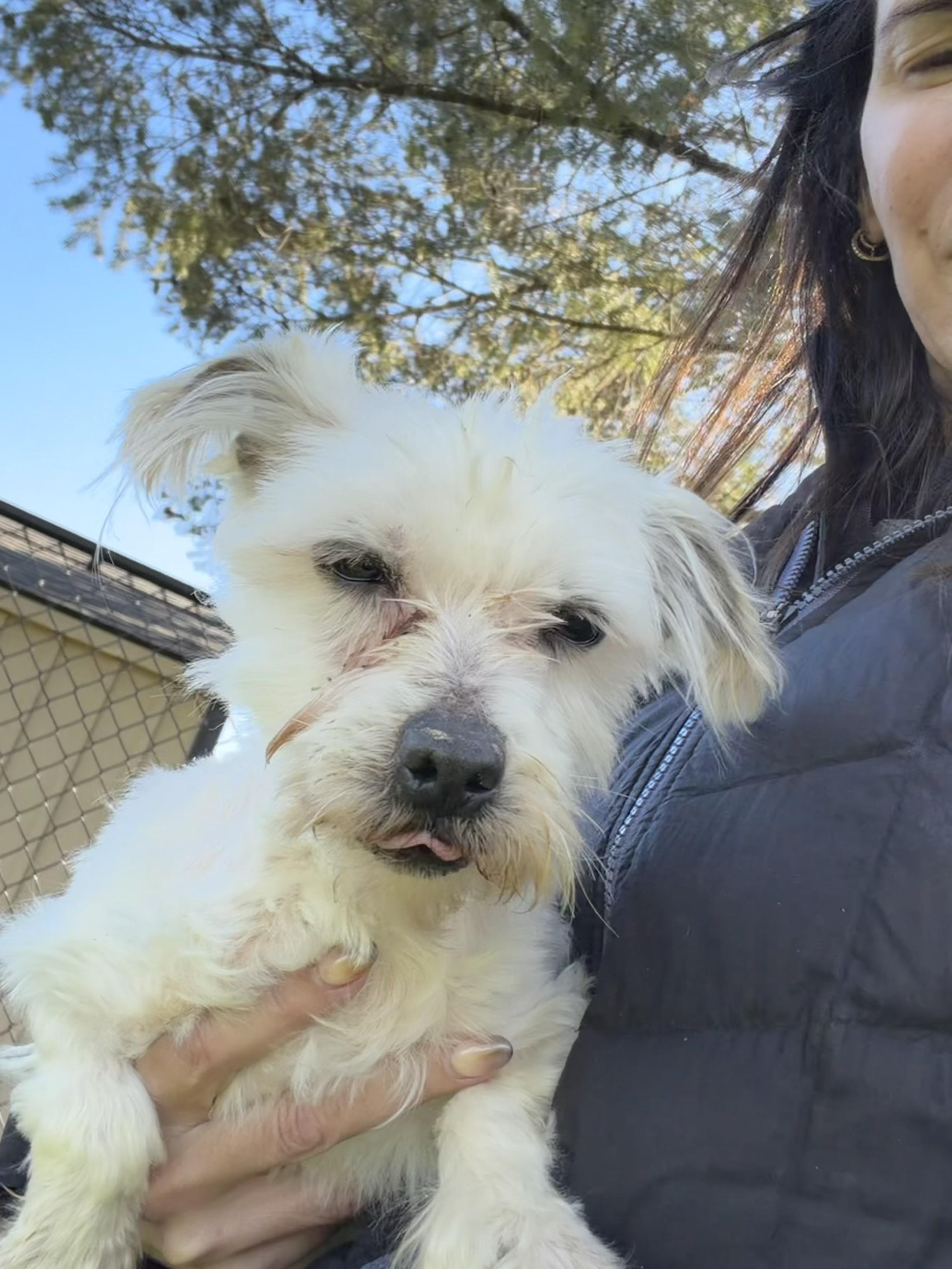 Enlarge Selena, a Adoptable Maltese in Havertown, PA image 2/4