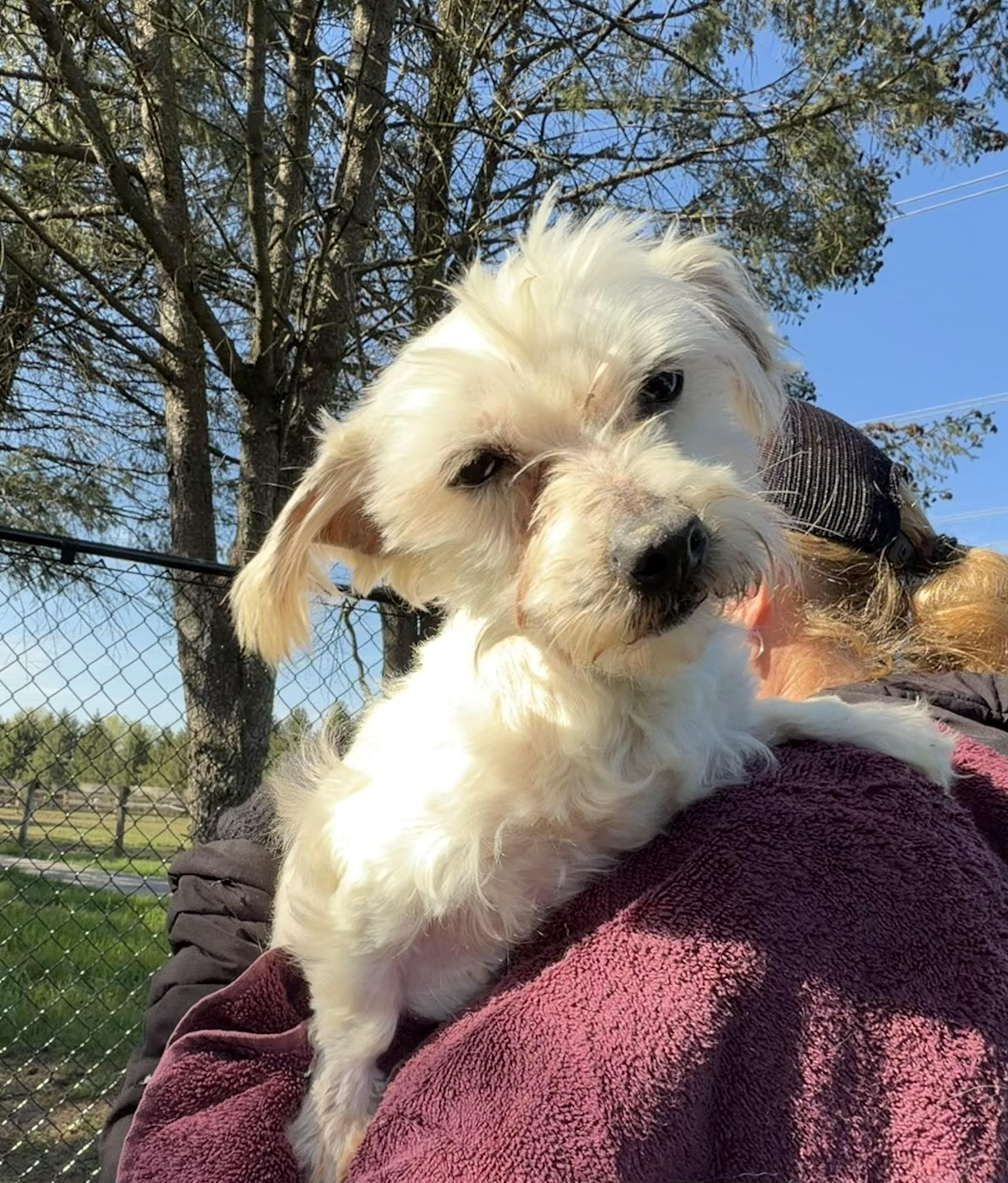 Enlarge Selena, a Adoptable Maltese in Havertown, PA image 3/4