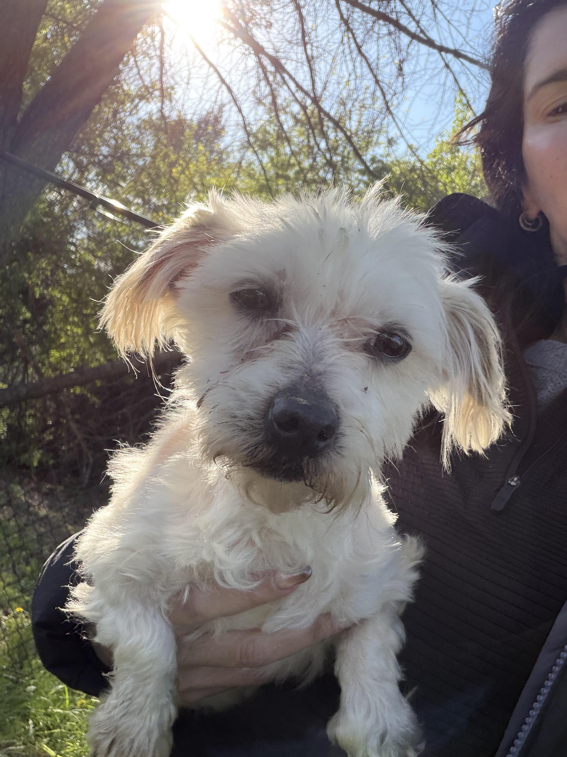 Enlarge Selena, a Adoptable Maltese in Havertown, PA image 4/4