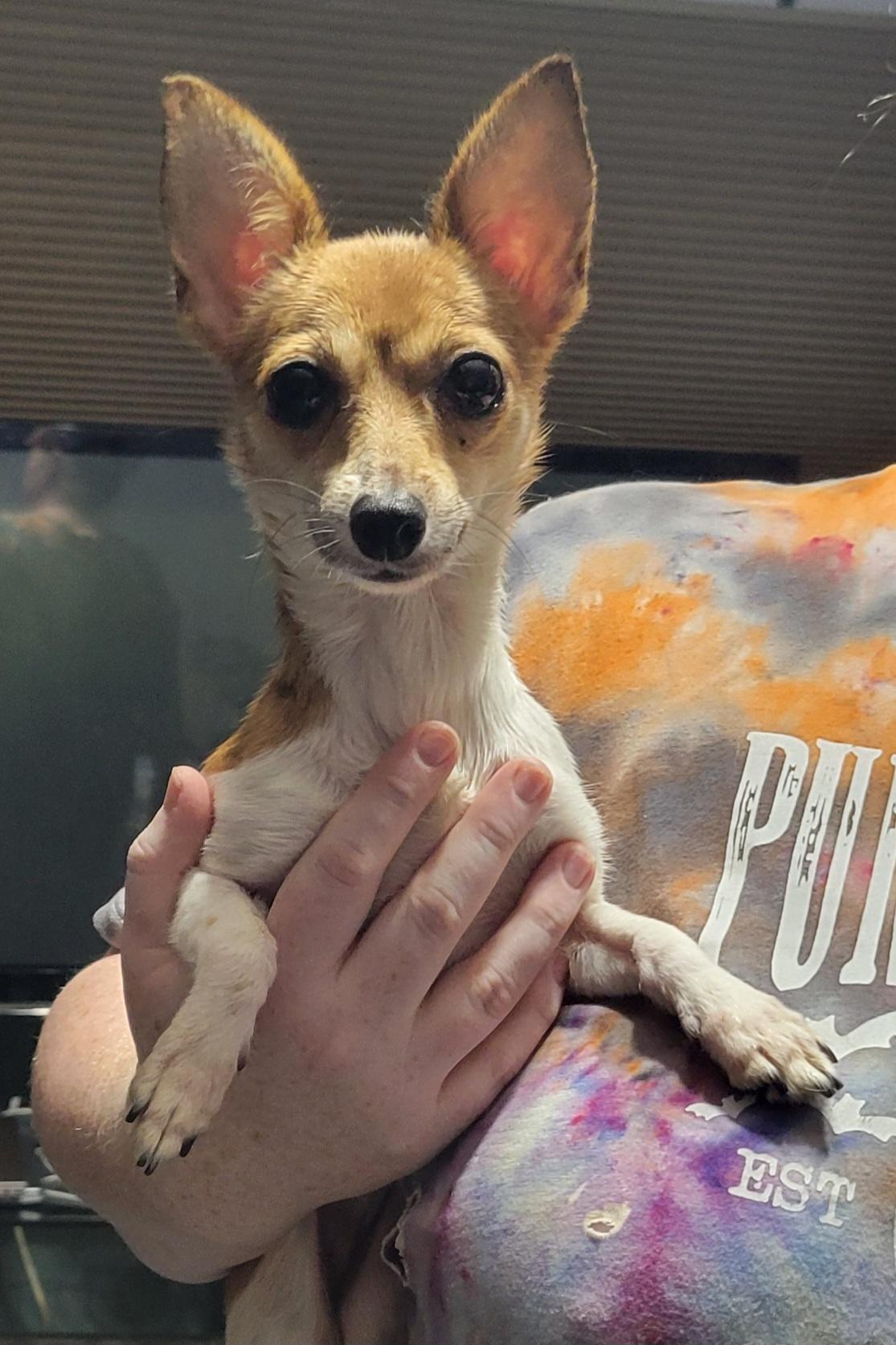Enlarge Sassy, a Adopted mixed breed in Milford, MI image 1/1