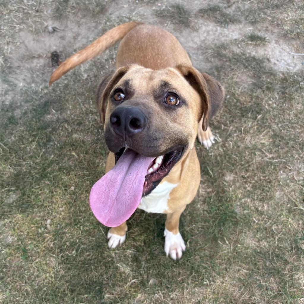 Alfredo, Adoptable, Adult Female Mixed Breed.