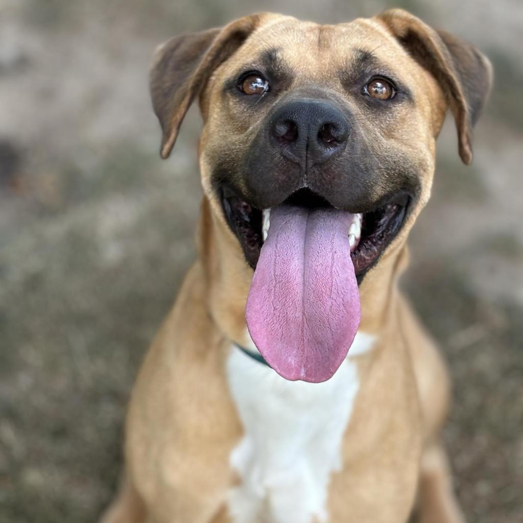 Enlarge Alfredo, a Adoptable Mixed Breed in Beckley, WV image 2/6