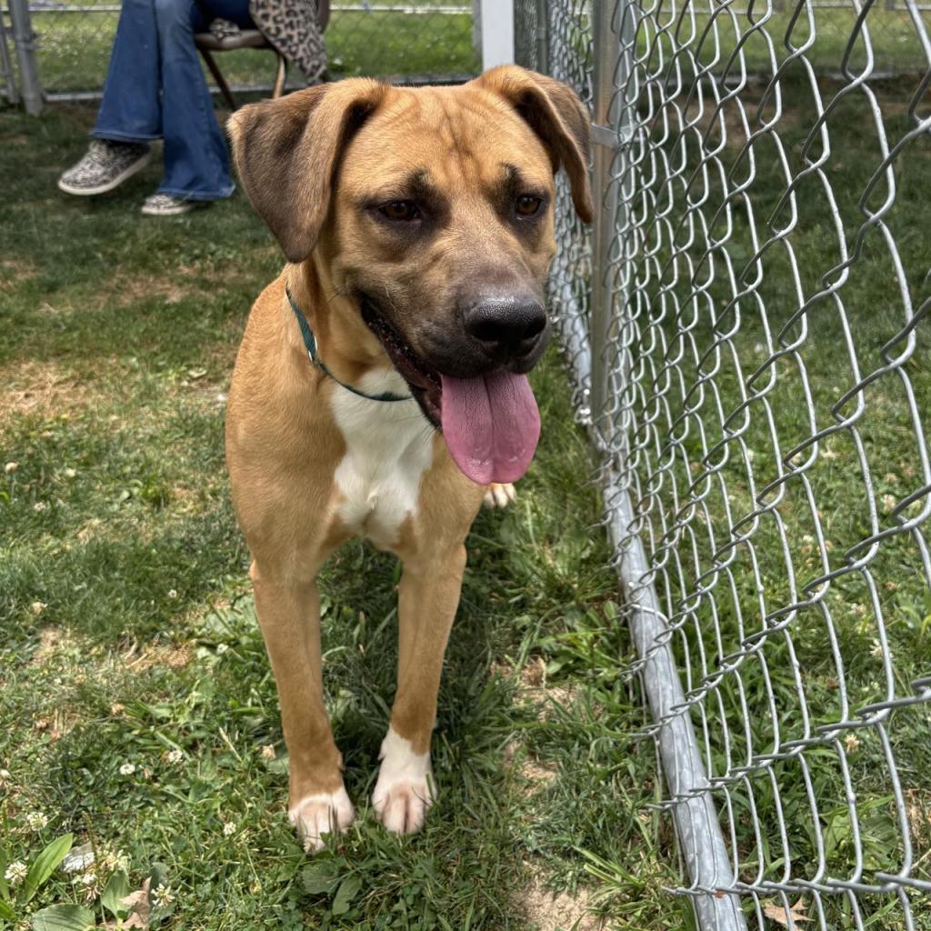 Enlarge Alfredo, a Adoptable Mixed Breed in Beckley, WV image 3/6