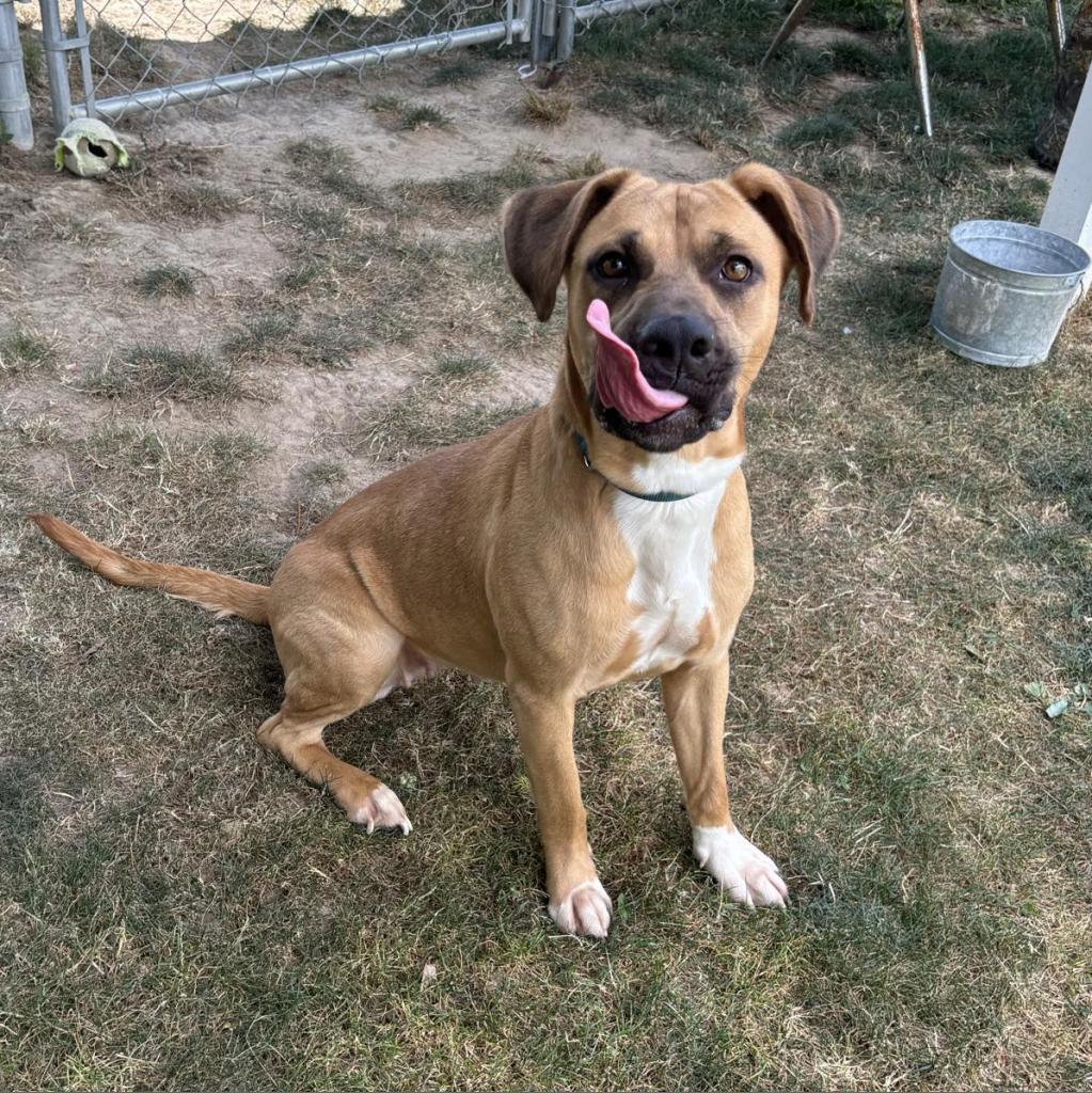 Enlarge Alfredo, a Adoptable Mixed Breed in Beckley, WV image 5/6
