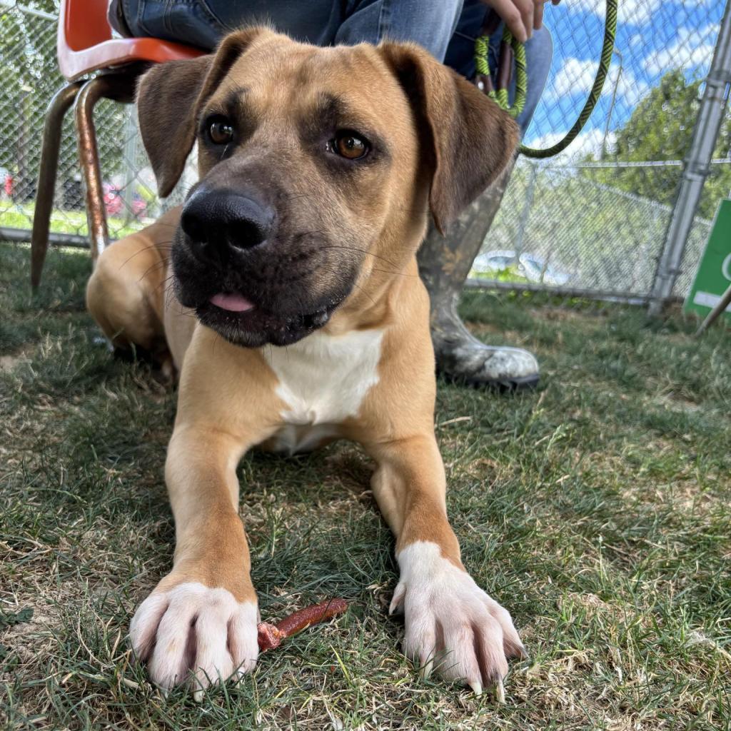 Enlarge Alfredo, a Adoptable Mixed Breed in Beckley, WV image 6/6