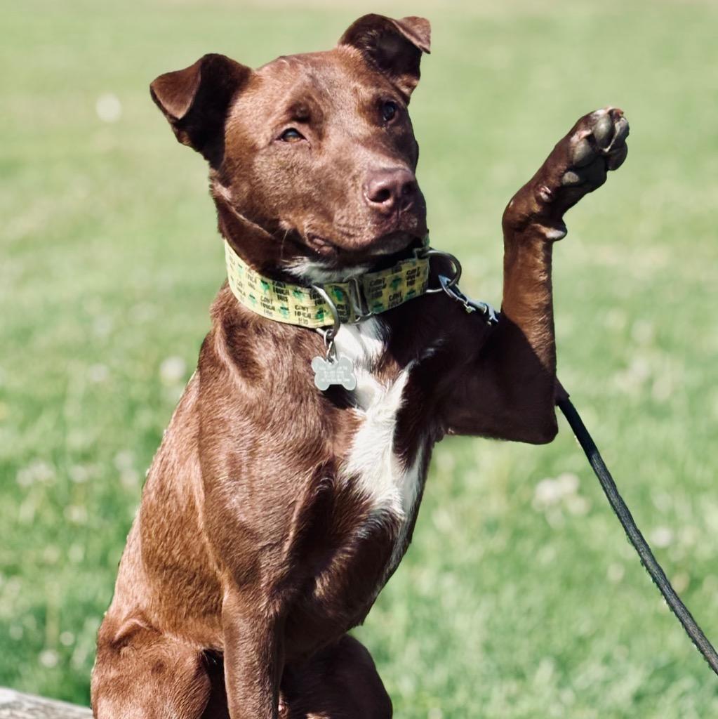 Tundra, Adoptable, Young Male Mixed Breed.