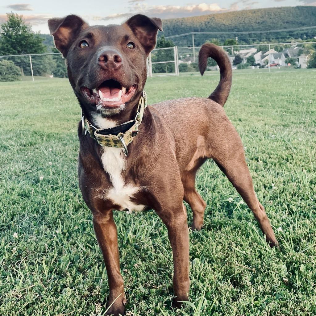 Enlarge Tundra, a Adoptable Mixed Breed in State College, PA image 1/6