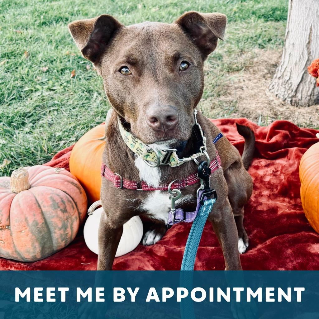Enlarge Tundra, a Adoptable Mixed Breed in State College, PA image 3/6