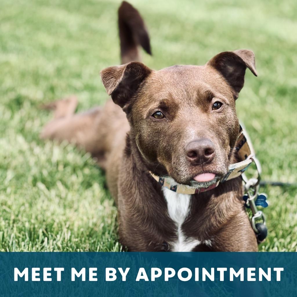 Enlarge Tundra, a Adoptable Mixed Breed in State College, PA image 2/6