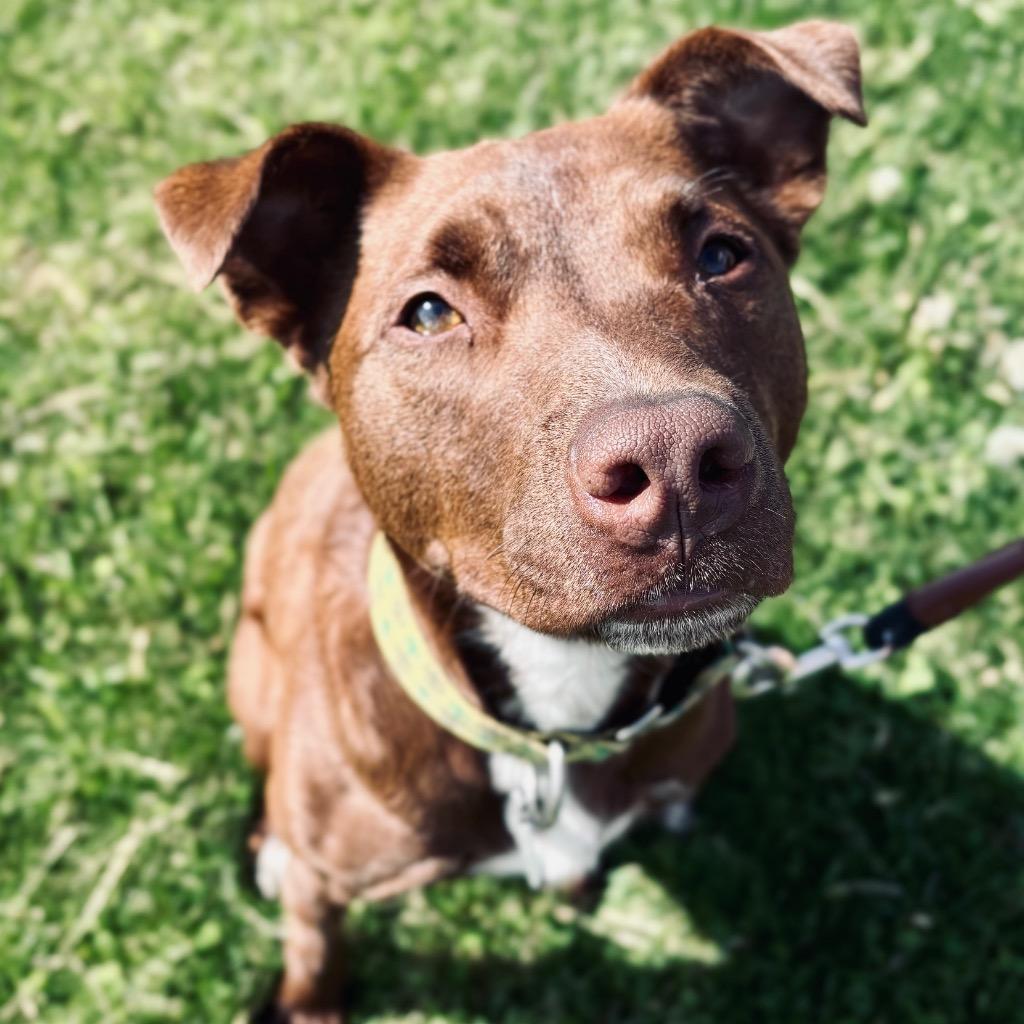 Enlarge Tundra, a Adoptable Mixed Breed in State College, PA image 4/6