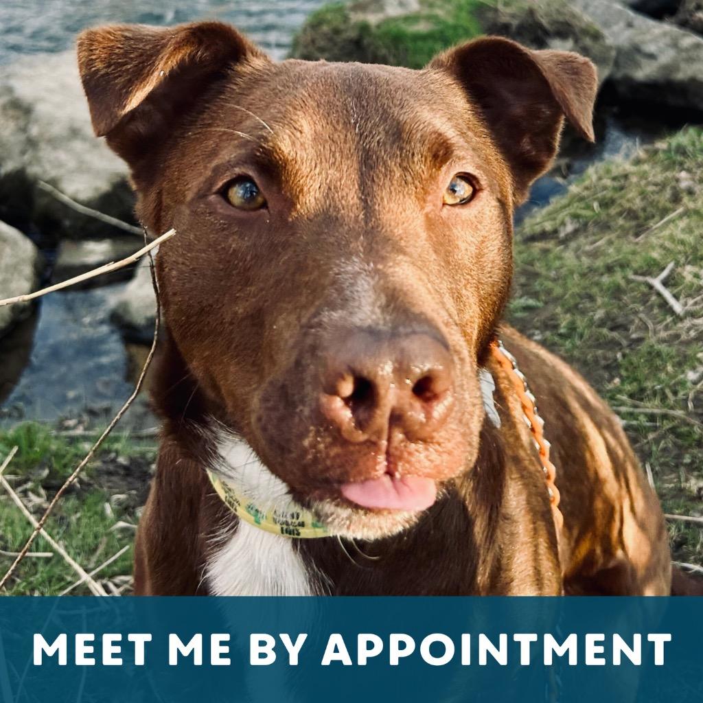 Enlarge Tundra, a Adoptable Mixed Breed in State College, PA image 3/6