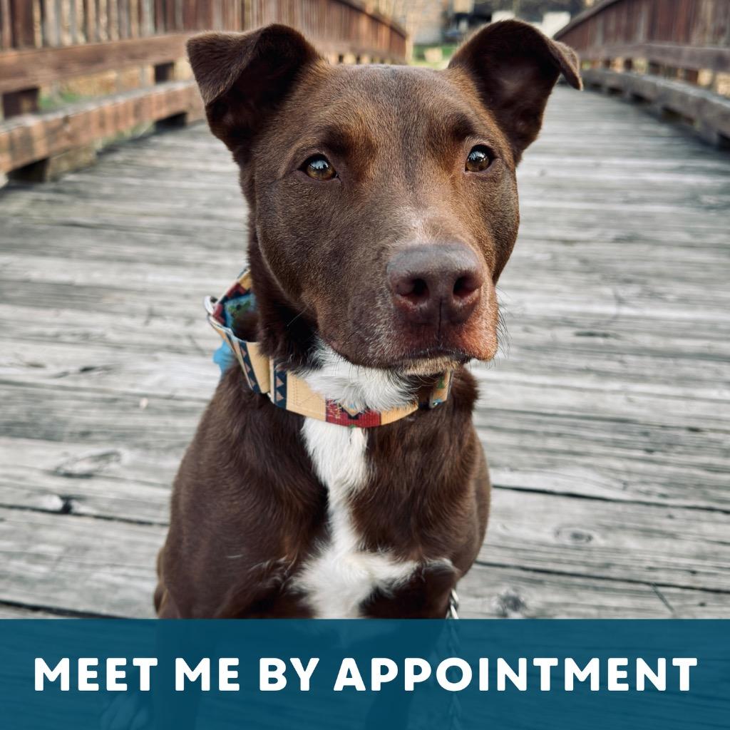 Enlarge Tundra, a Adoptable Mixed Breed in State College, PA image 3/6