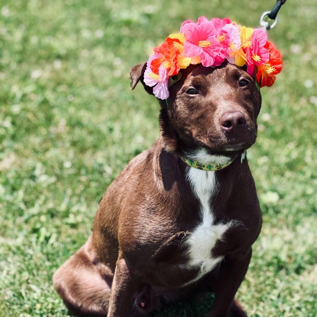 Enlarge Tundra, a Adoptable Mixed Breed in State College, PA image 5/6