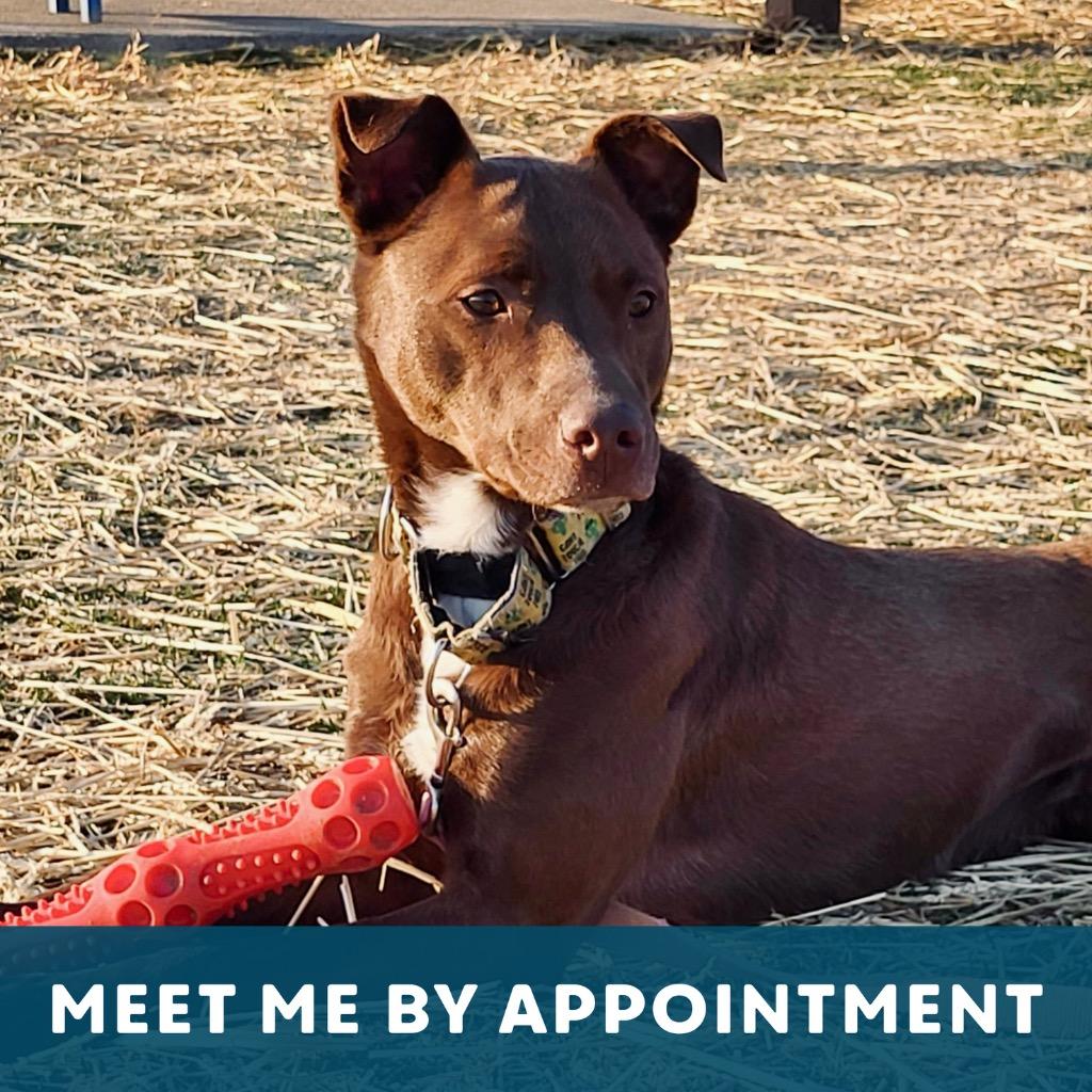Enlarge Tundra, a Adoptable Mixed Breed in State College, PA image 3/6