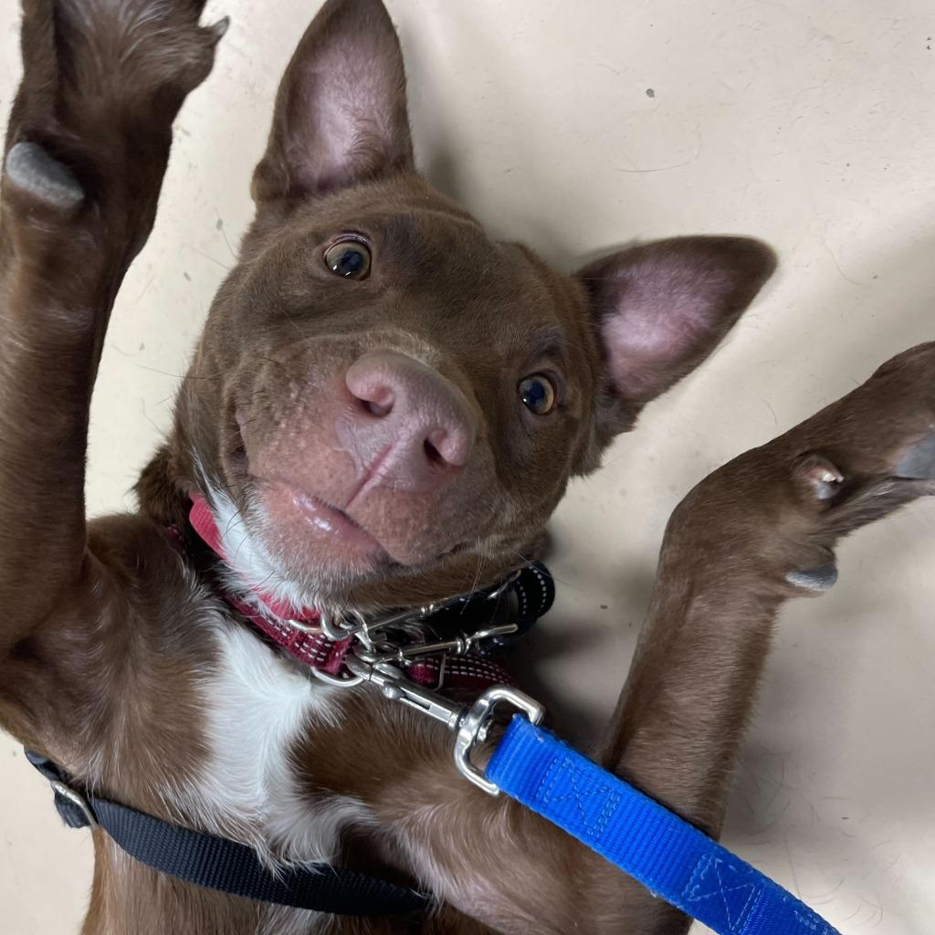 Enlarge Tundra, a Adoptable Mixed Breed in State College, PA image 6/6