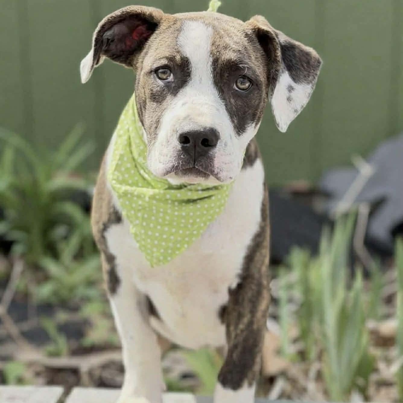 Enlarge Sidra , a Adoptable Mixed Breed in Argyle, NY image 2/6