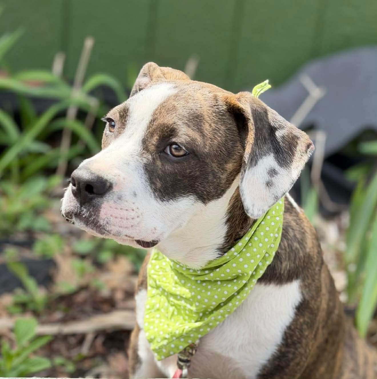 Enlarge Sidra , a Adoptable Mixed Breed in Argyle, NY image 4/6