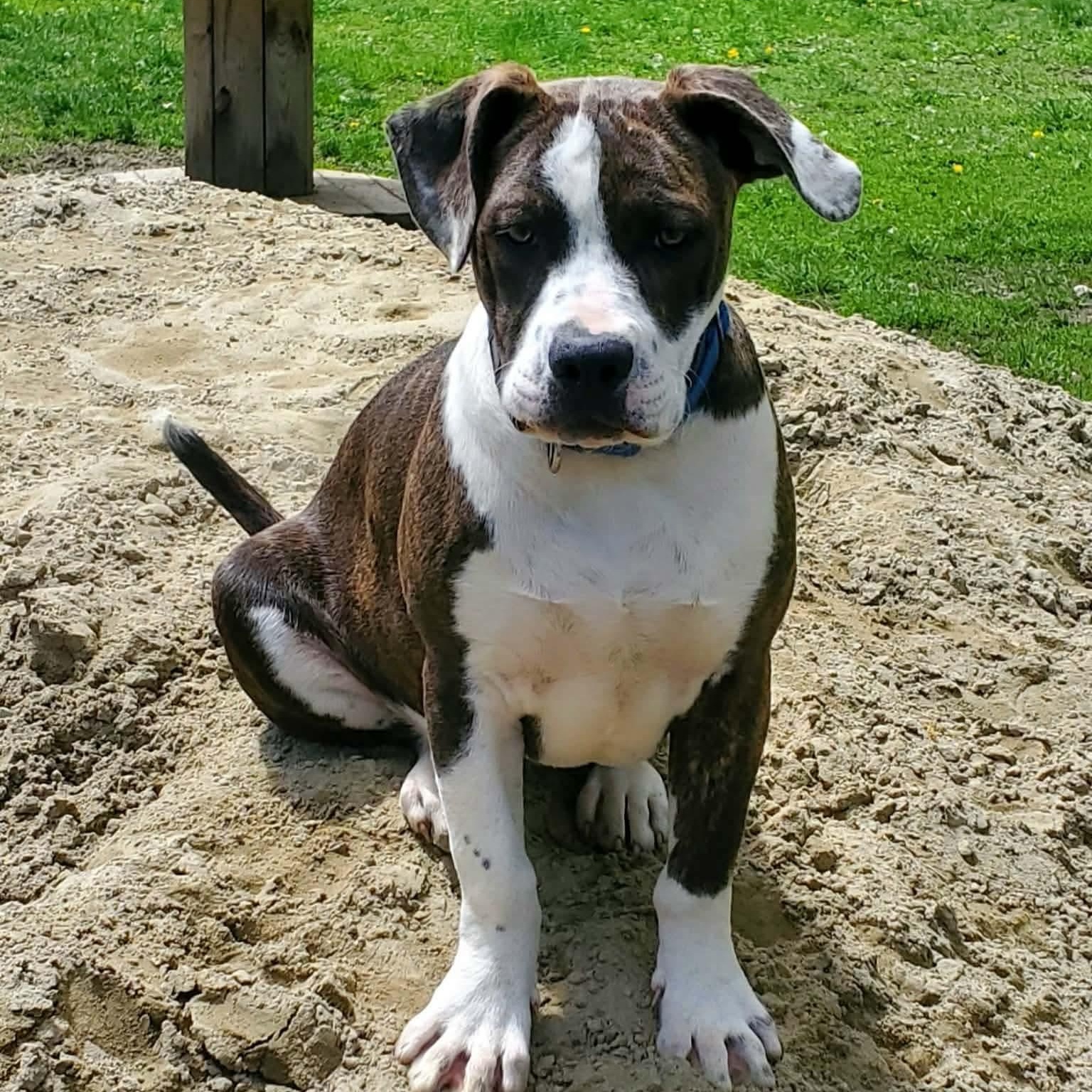Enlarge Sidra , a Adoptable Mixed Breed in Argyle, NY image 1/6