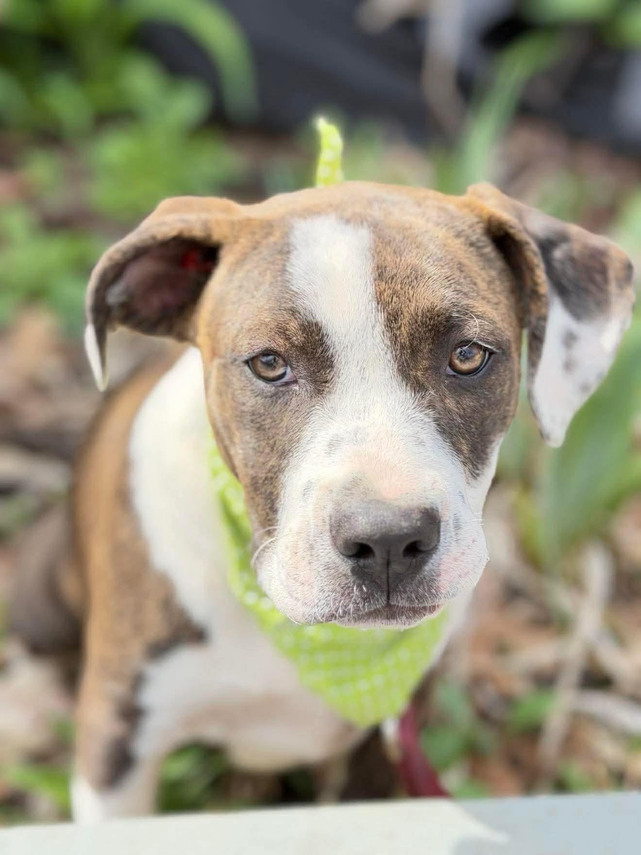 Enlarge Sidra , a Adoptable Mixed Breed in Argyle, NY image 5/6