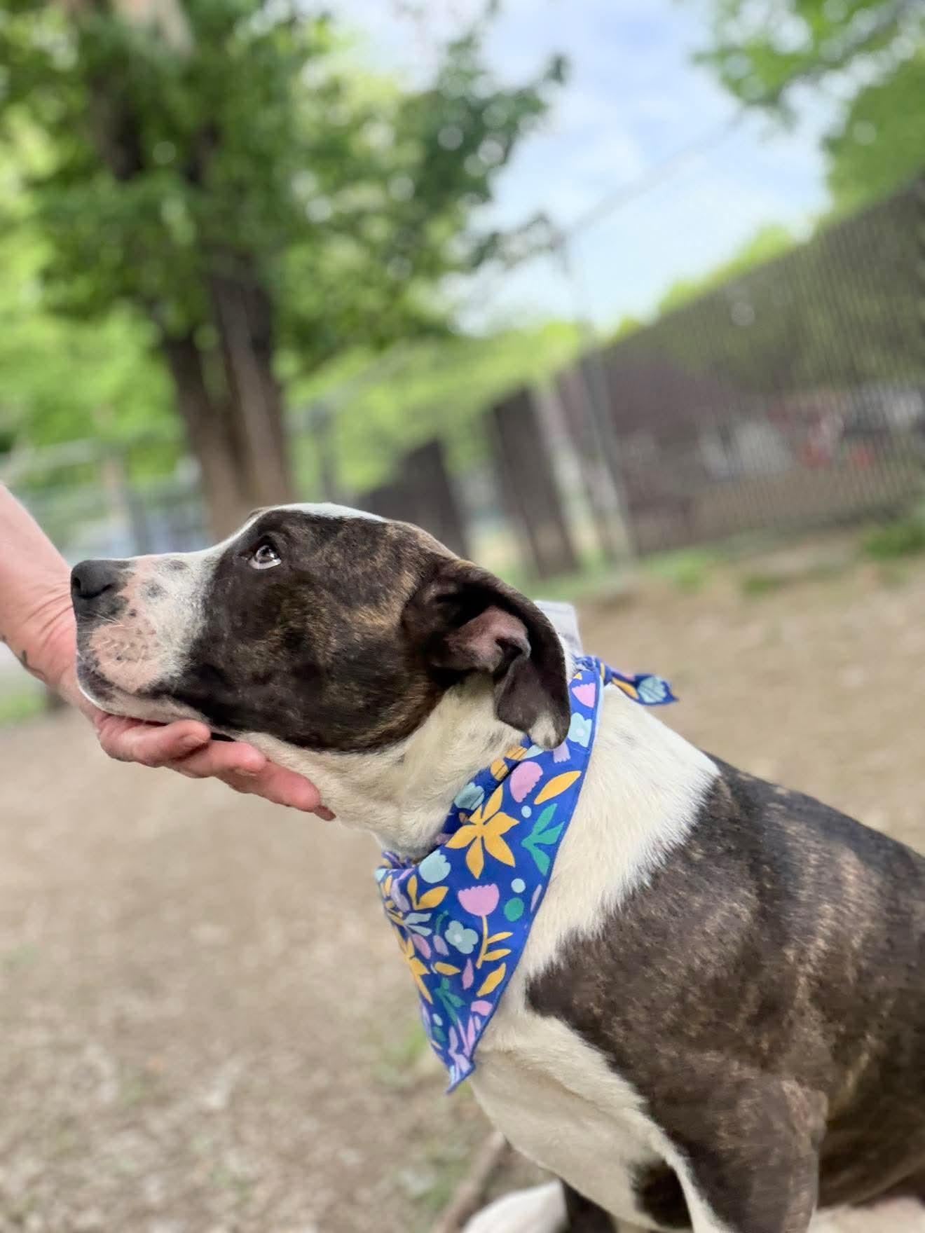 Enlarge Sidra , a Adoptable mixed breed in Argyle, NY image 5/6