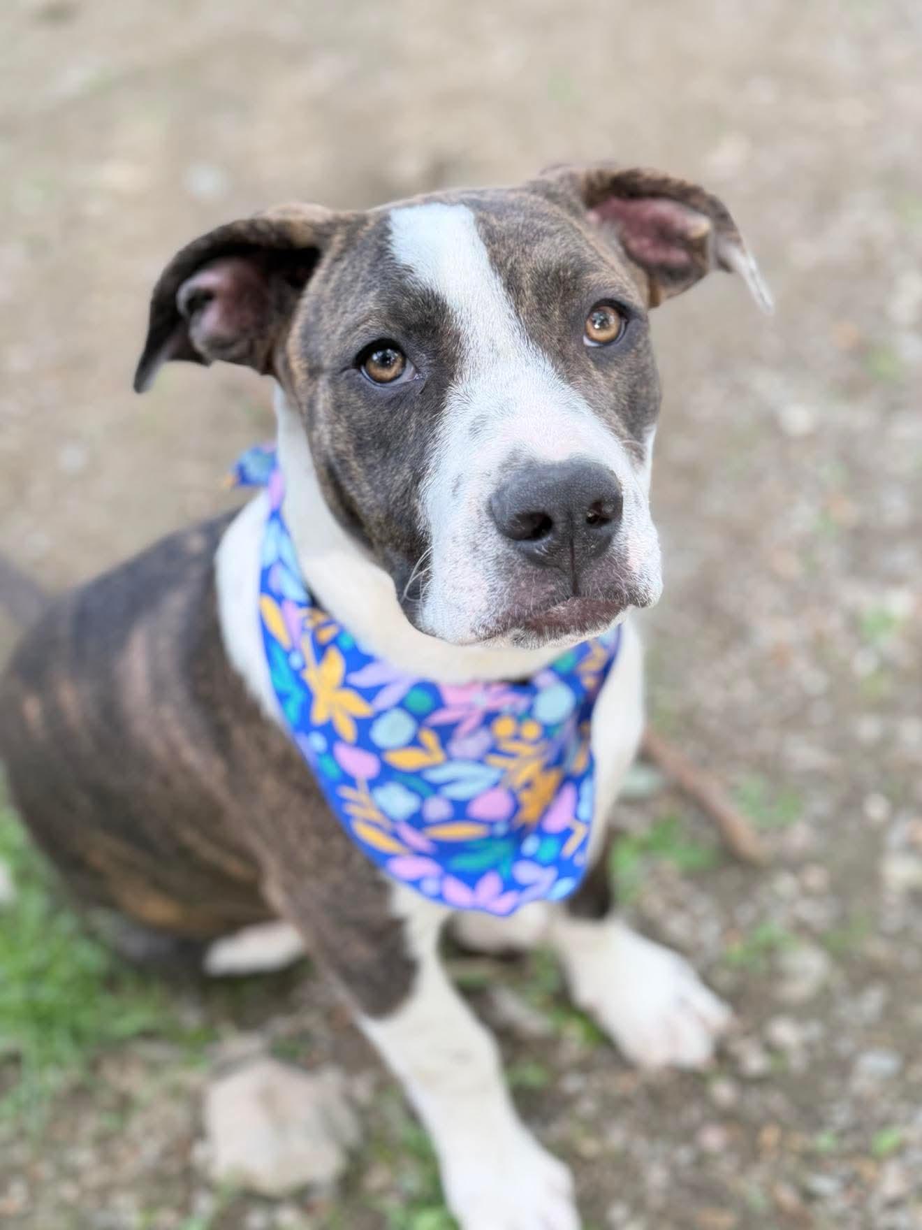 Enlarge Sidra , a Adoptable mixed breed in Argyle, NY image 6/6