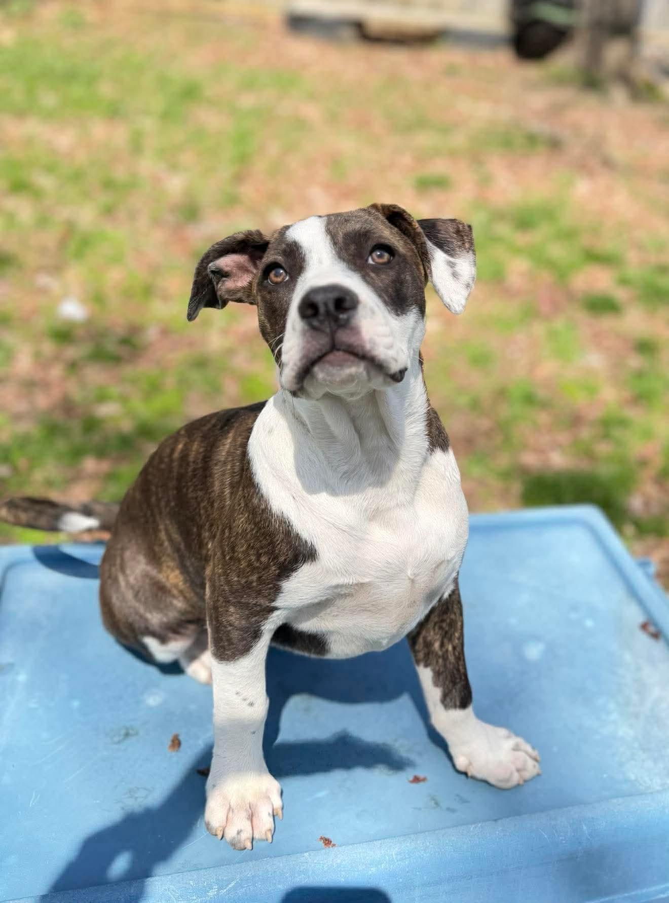 Enlarge Sidra , a Adoptable Mixed Breed in Argyle, NY image 3/6