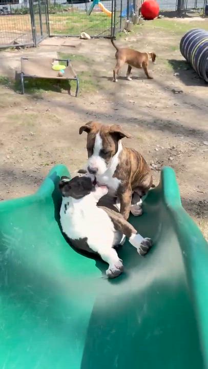 Enlarge Sidra , a Adoptable Mixed Breed in Argyle, NY video 6/6