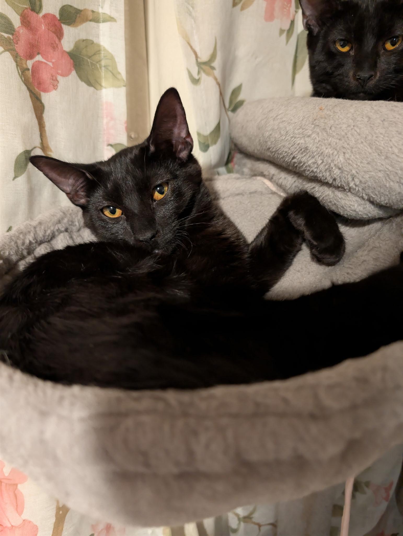 Benny, a ADOPTABLE Domestic Short Hair in Chandler, AZ image 1/2