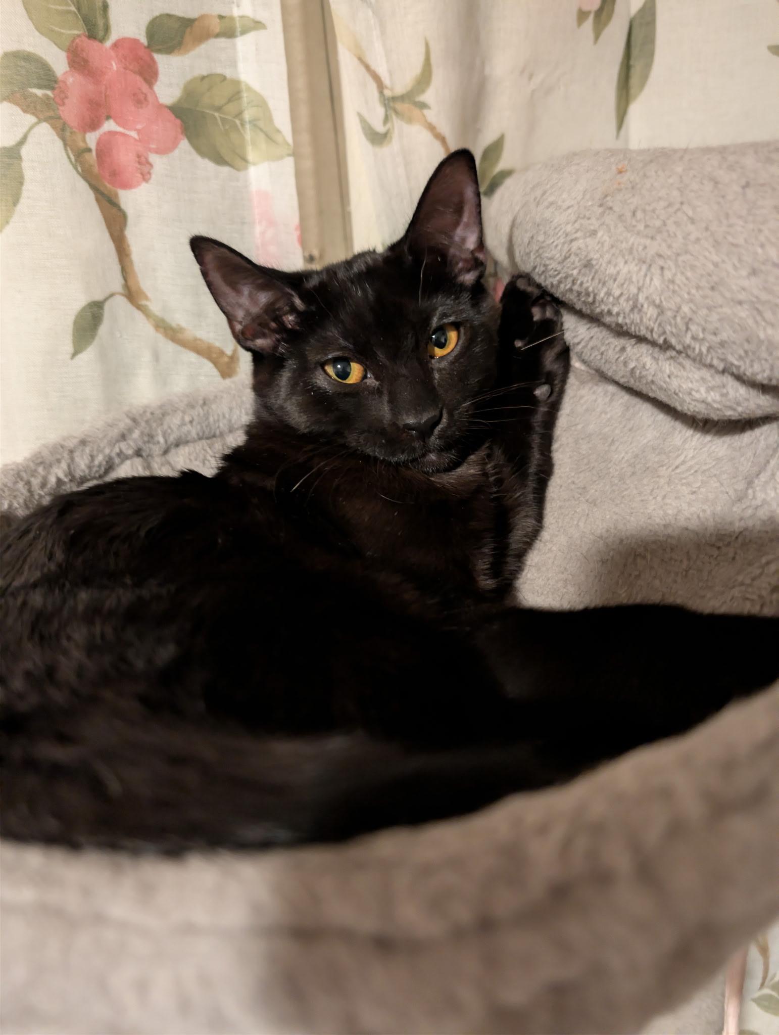 Benny, a ADOPTABLE Domestic Short Hair in Chandler, AZ image 2/2