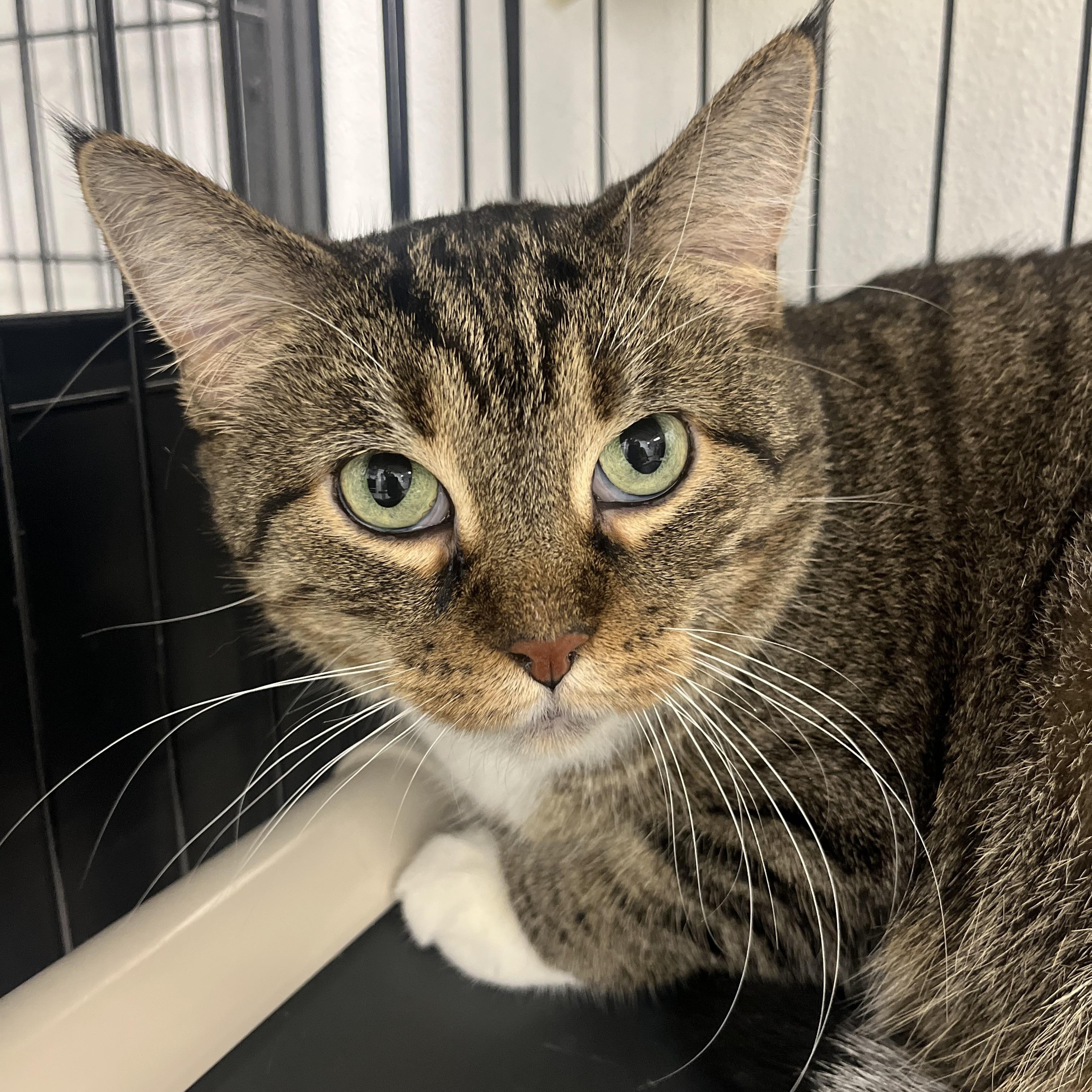 Bootsie, Adoptable, Adult Female Tabby.