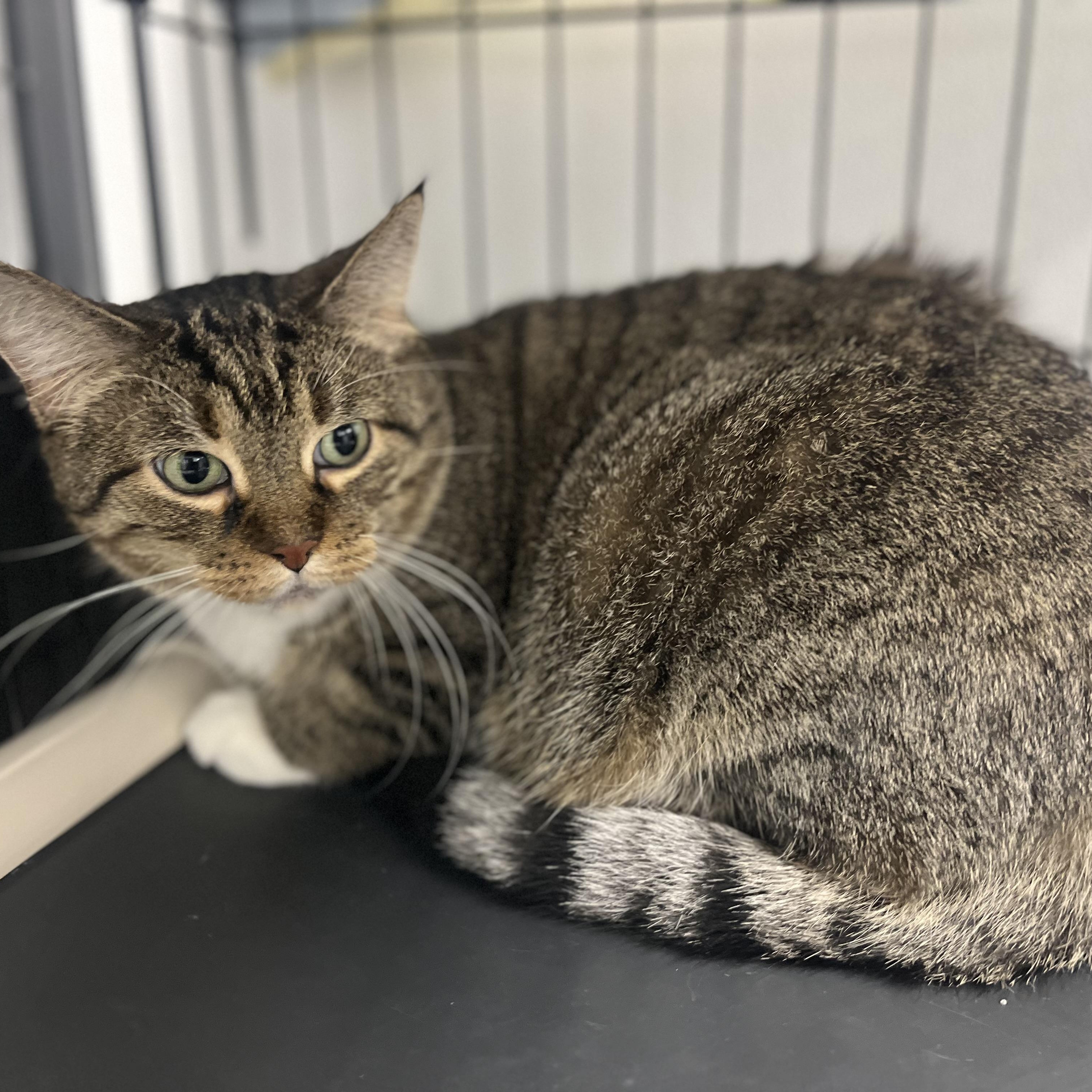 Enlarge Bootsie, a Adoptable Tabby in Grosse Ile, MI image 2/2