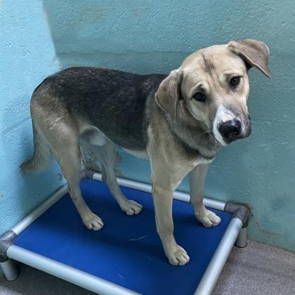 Enlarge Juan, a ADOPTABLE mixed breed in Flagstaff, AZ image 1/1