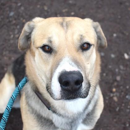Enlarge Juan, a ADOPTABLE mixed breed in Flagstaff, AZ image 2/3