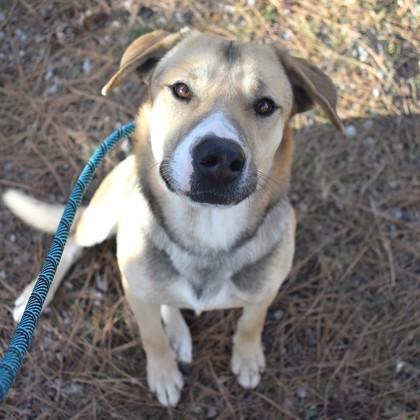 Juan, ADOPTABLE, Adult Male Australian Shepherd.