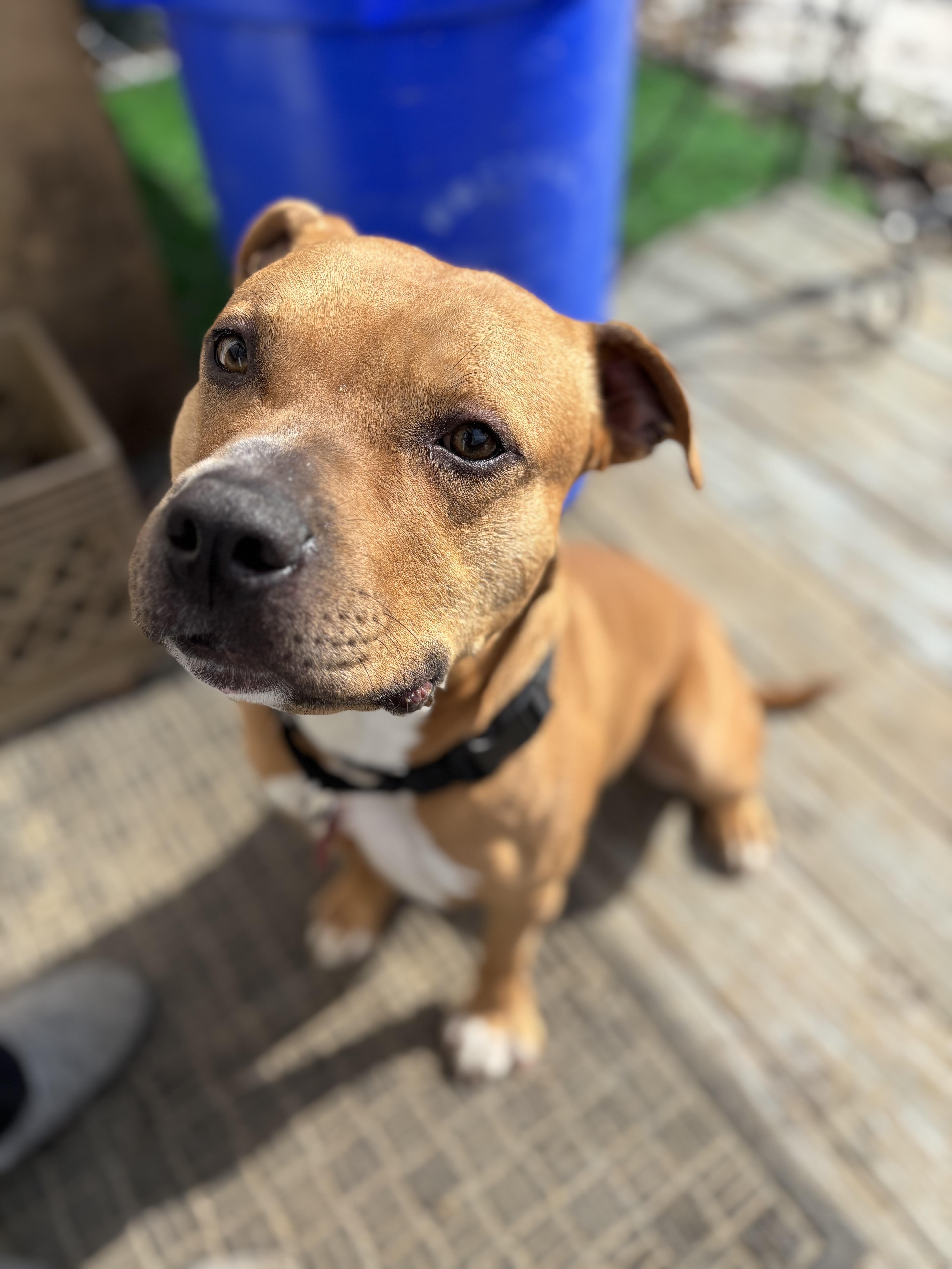 Bingo, Adoptable, Adult Male Pit Bull Terrier & Staffordshire Bull Terrier.