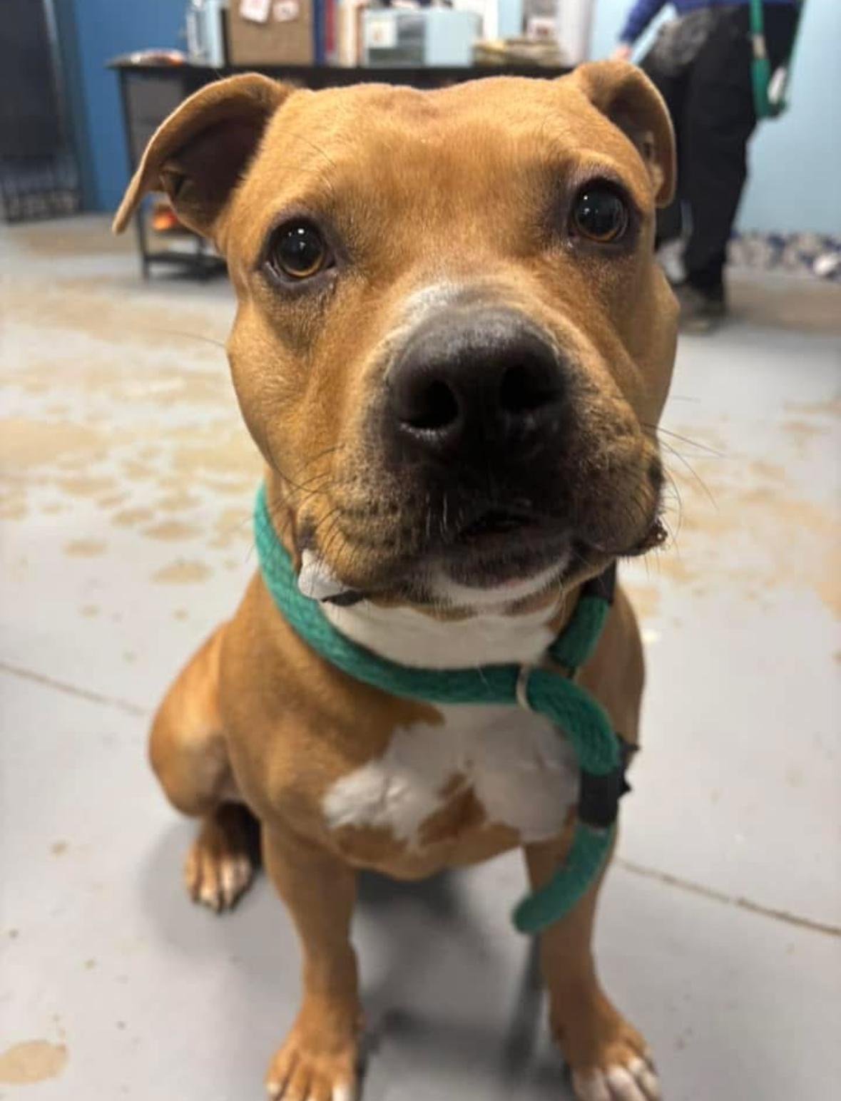 Enlarge Bingo, a Adoptable mixed breed in Newfoundland, NJ image 3/6