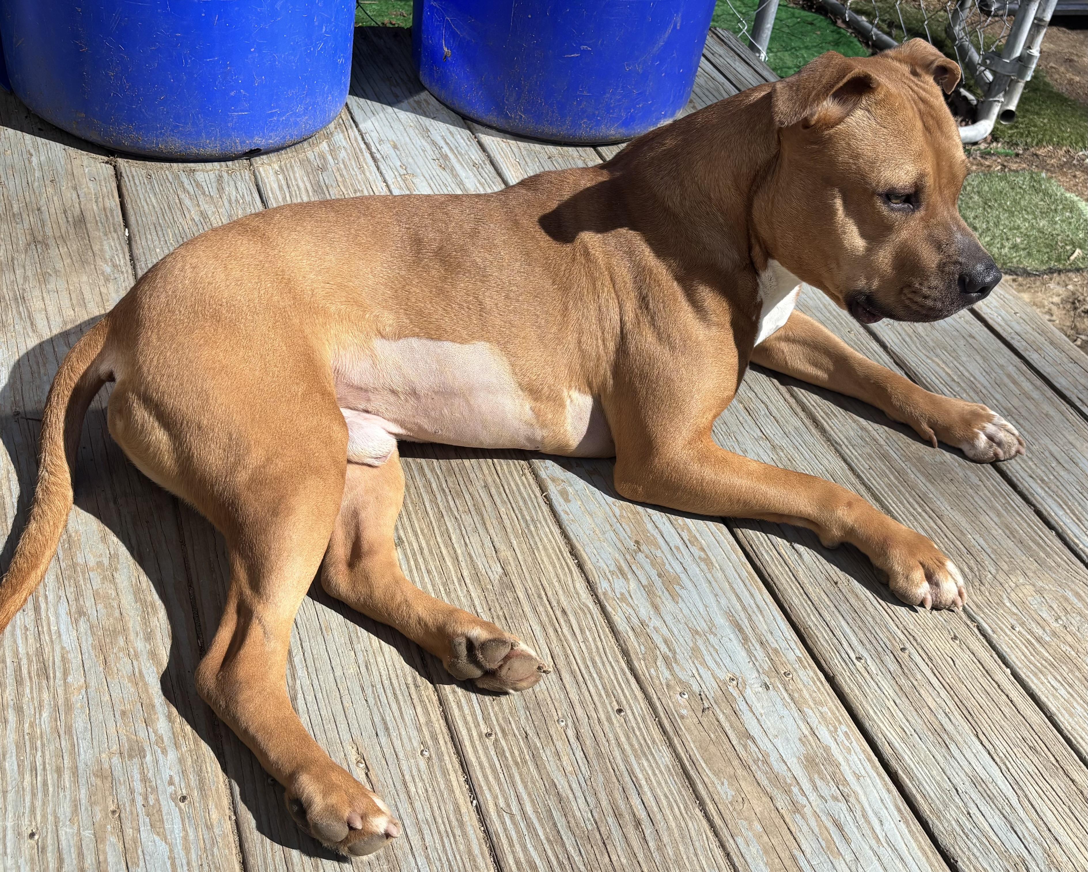 Enlarge Bingo, a Adoptable mixed breed in Newfoundland, NJ image 1/6