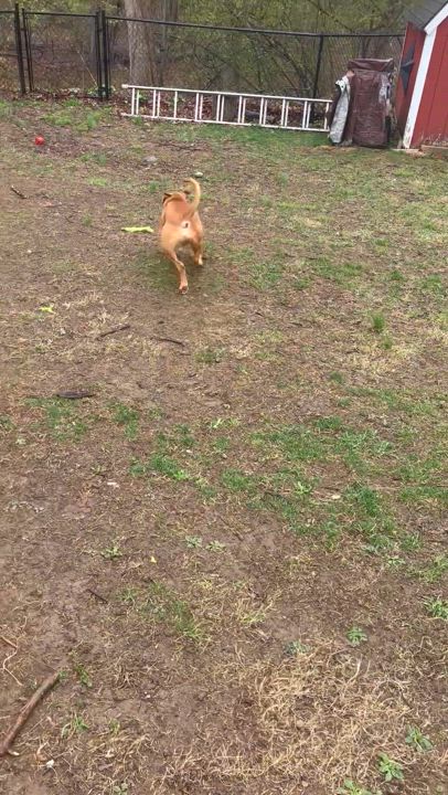 Enlarge Bingo, a Adoptable mixed breed in Newfoundland, NJ video 2/6