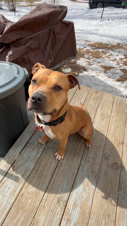 Enlarge Bingo, a Adoptable mixed breed in Newfoundland, NJ video 4/6