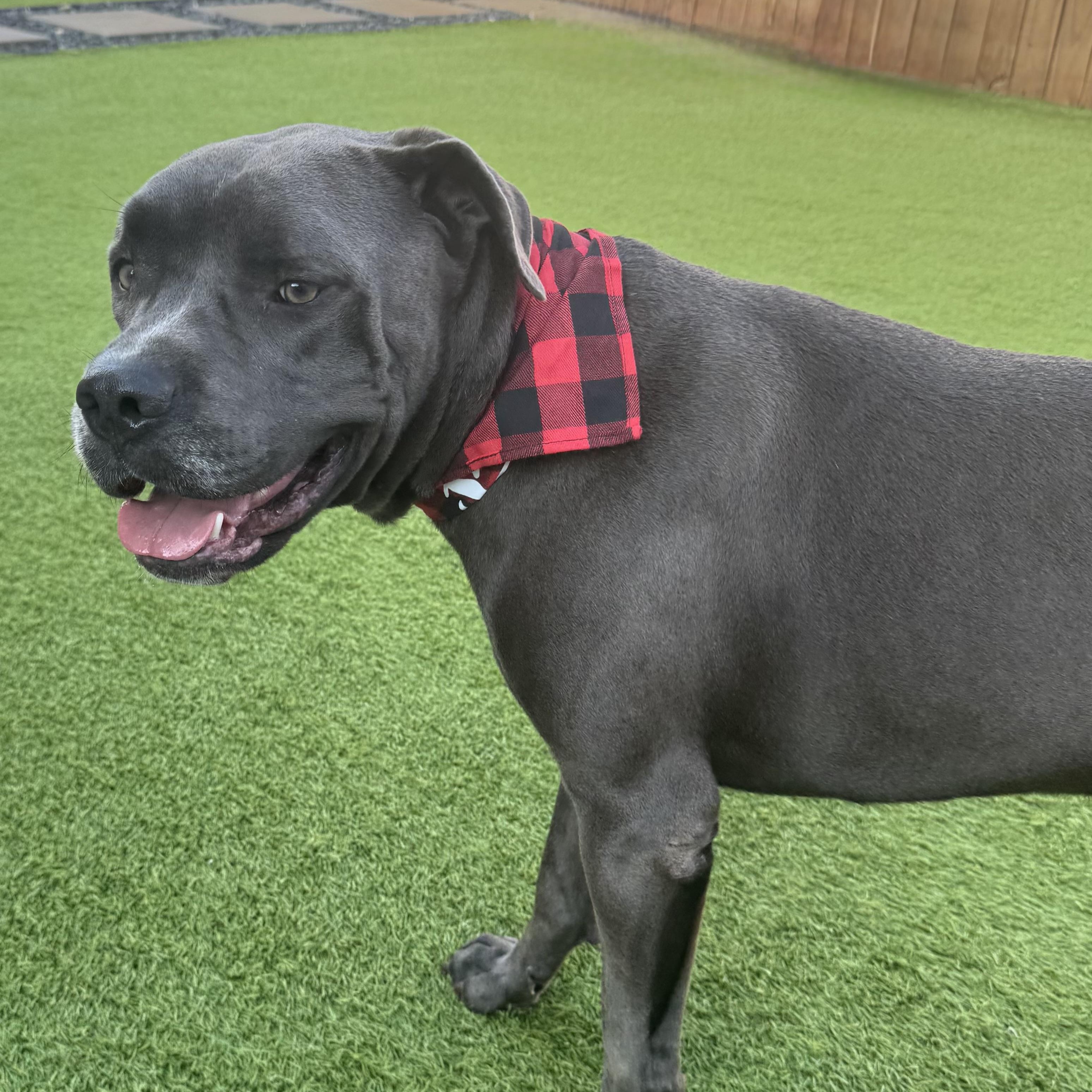 Sunny, an adoptable Cane Corso in Calumet, MI, 49913 | Photo Image 5