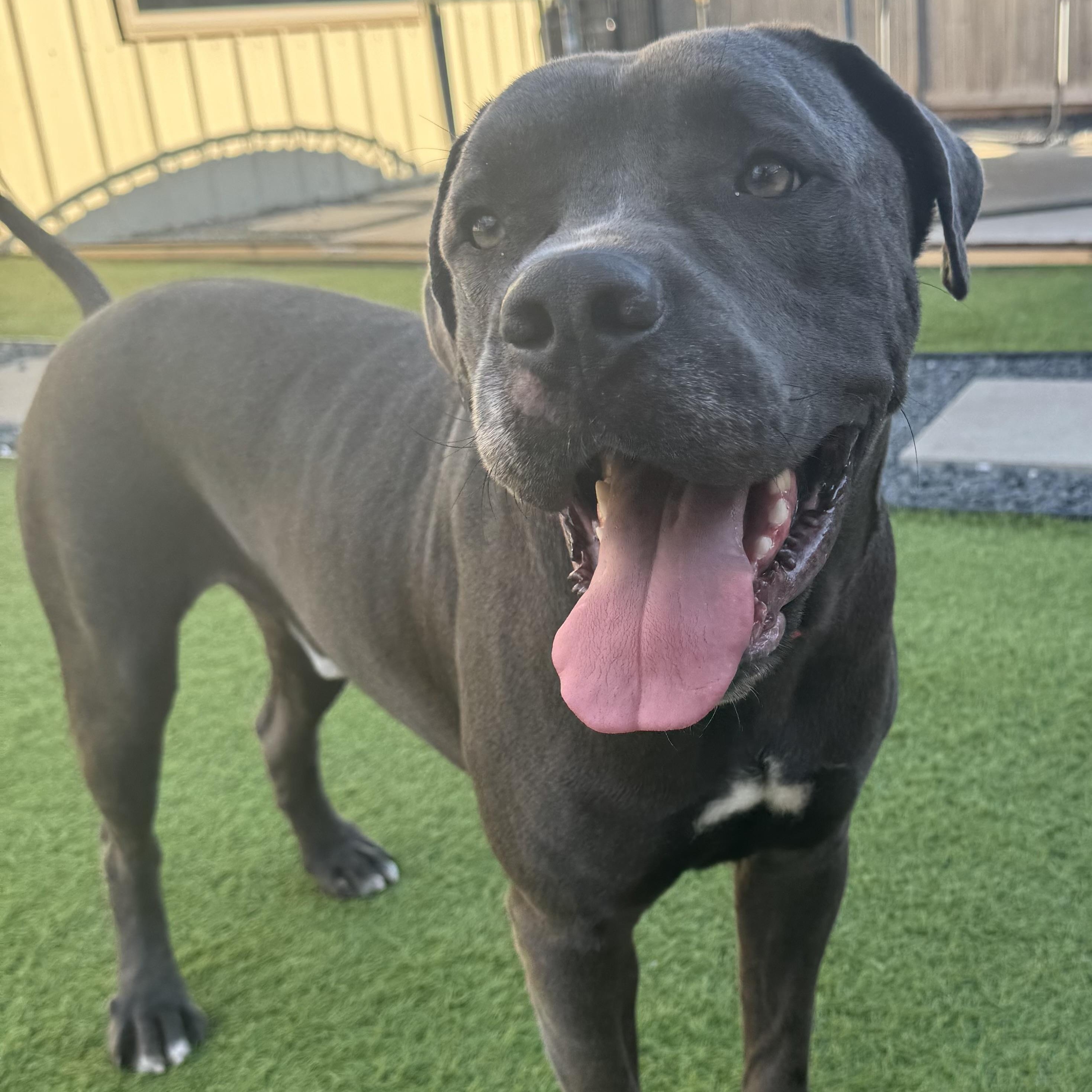 Sunny, an adoptable Cane Corso in Calumet, MI, 49913 | Photo Image 1