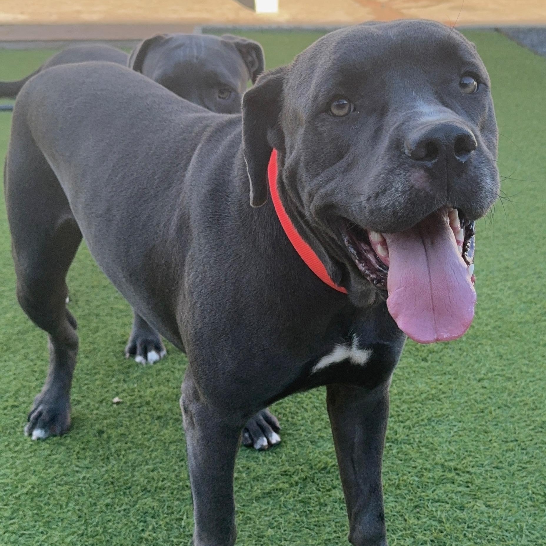 Sunny, an adoptable Cane Corso in Calumet, MI, 49913 | Photo Image 6