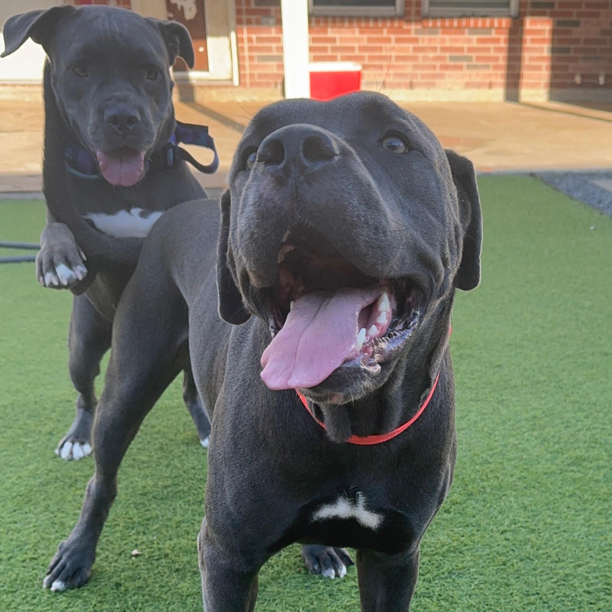 Sunny, an adoptable Cane Corso in Calumet, MI, 49913 | Photo Image 4