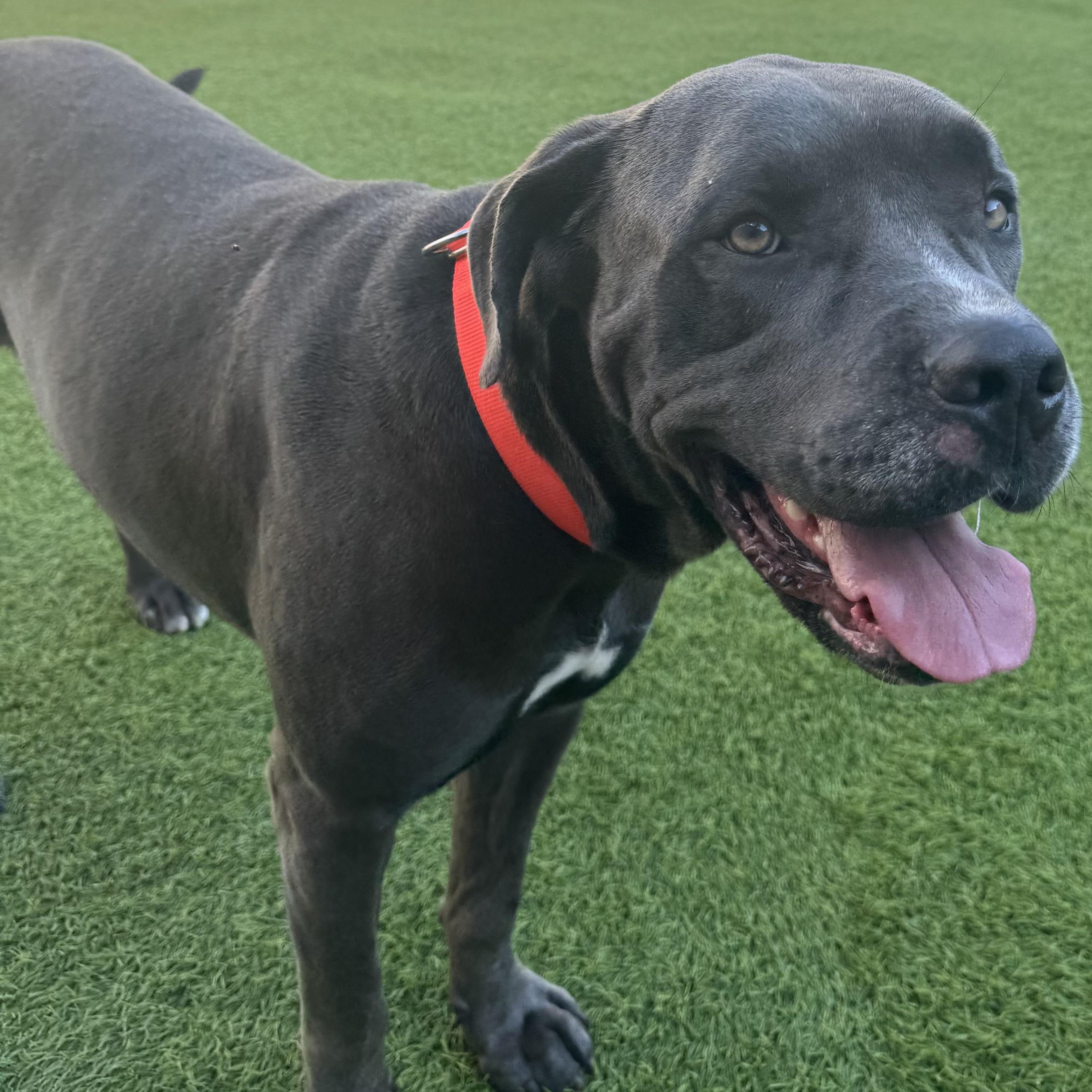 Sunny, an adoptable Cane Corso in Calumet, MI, 49913 | Photo Image 2