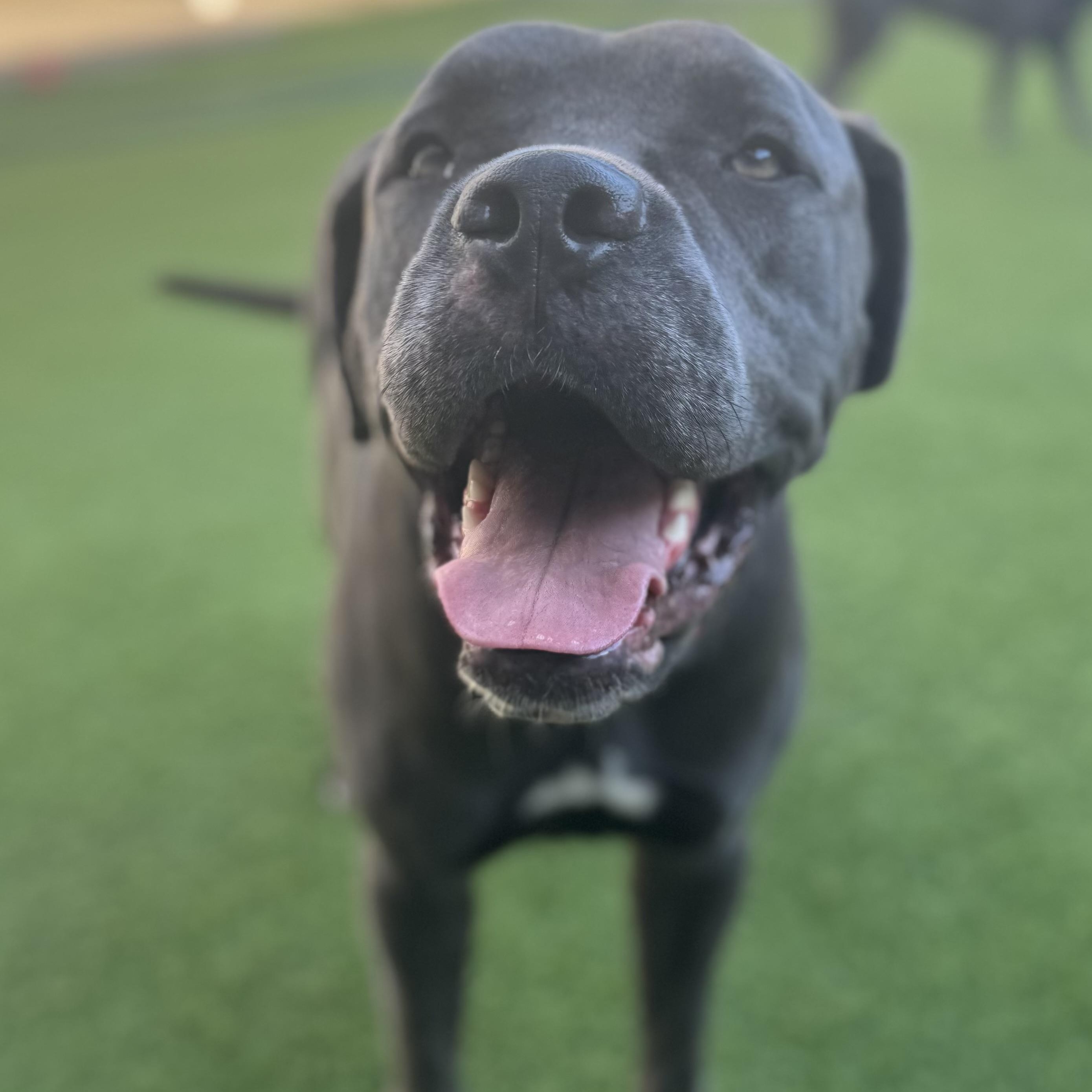 Sunny, an adoptable Cane Corso in Calumet, MI, 49913 | Photo Image 3