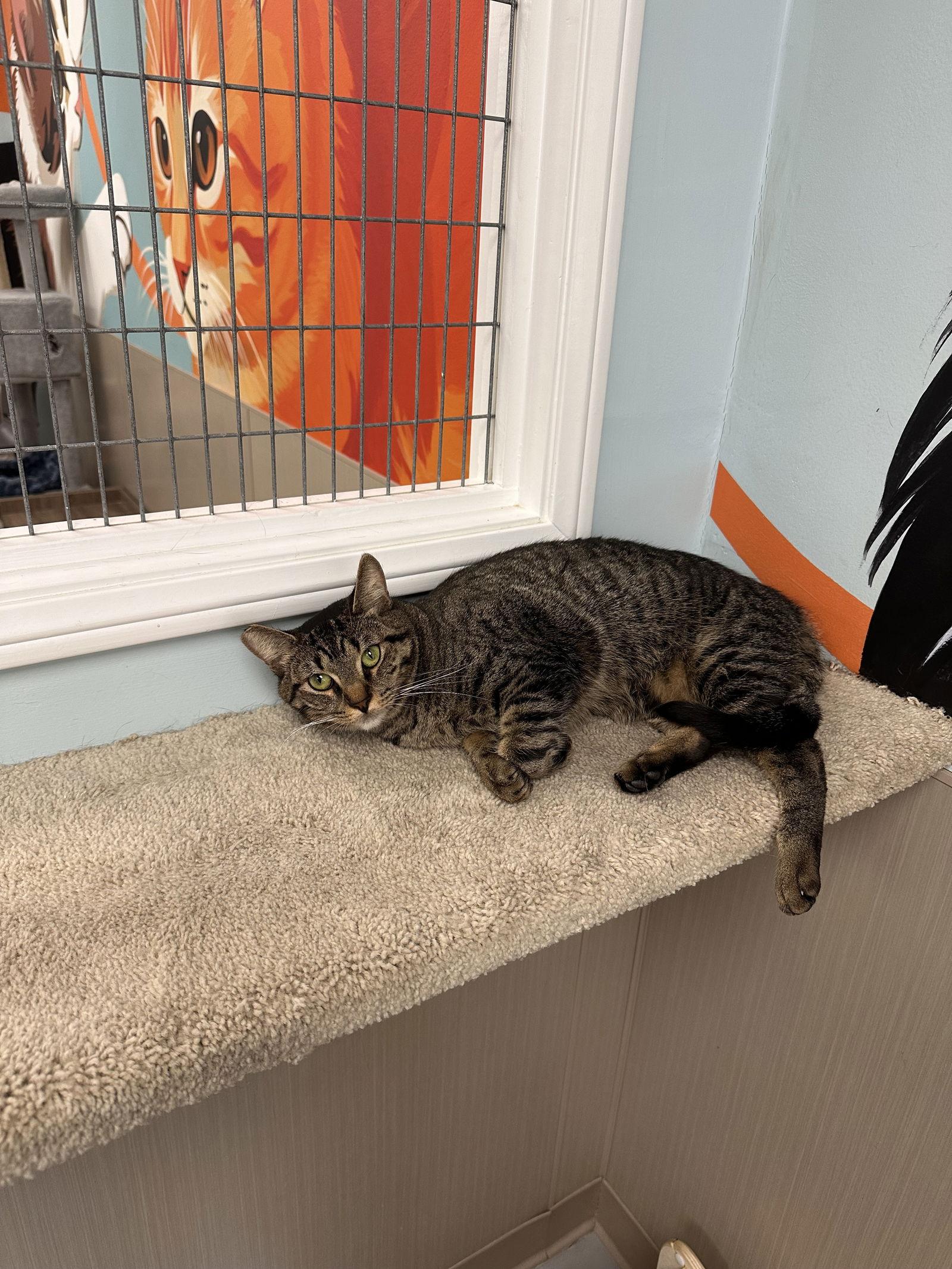 Nino, a Adoptable Tabby in West Hills, CA image 1/3