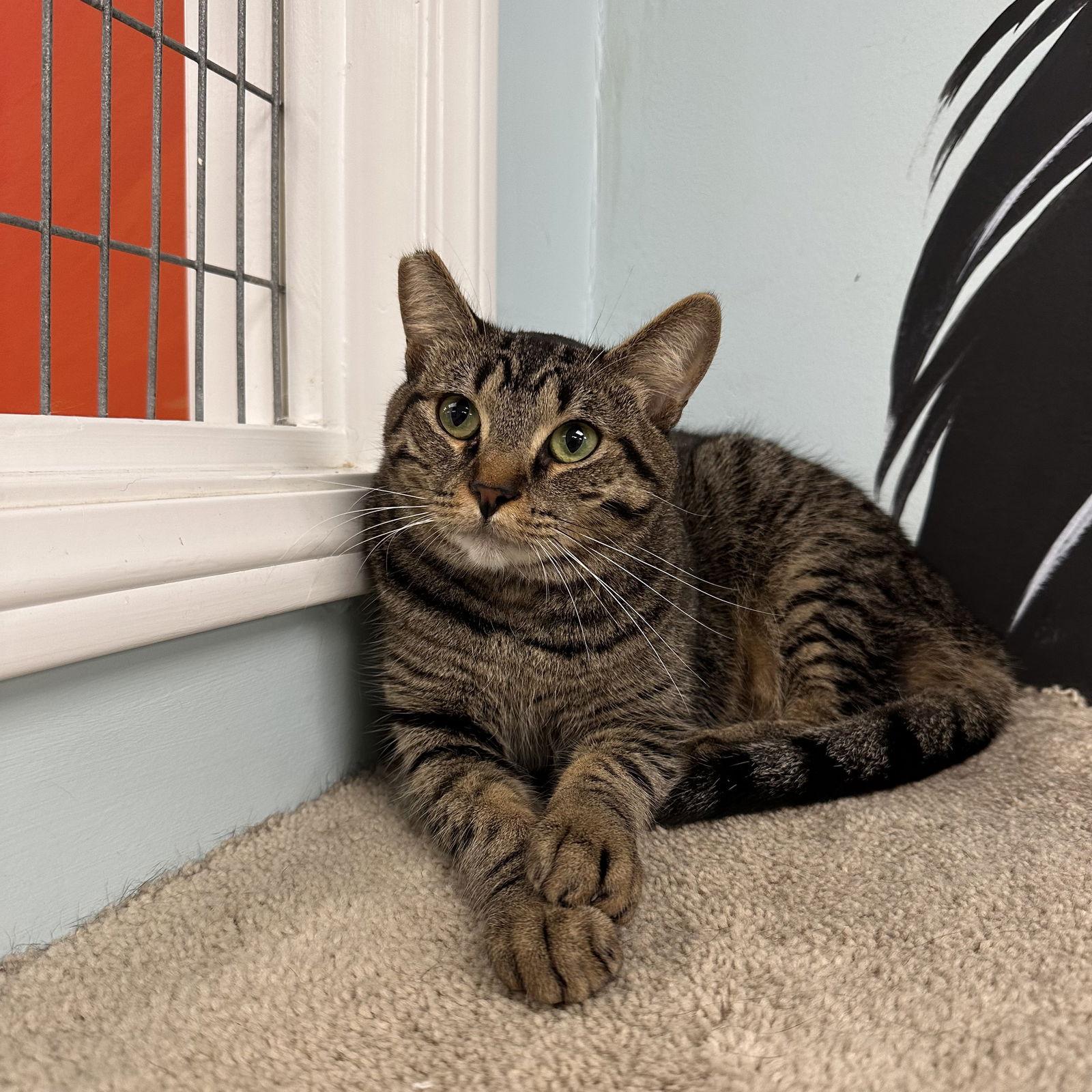 Nino, a Adoptable Tabby in West Hills, CA image 2/3