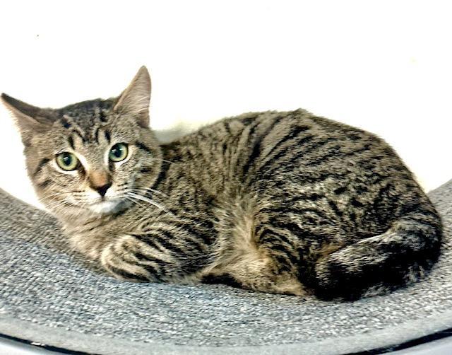 Enlarge Nino, a Adoptable Tabby in West Hills, CA image 1/3