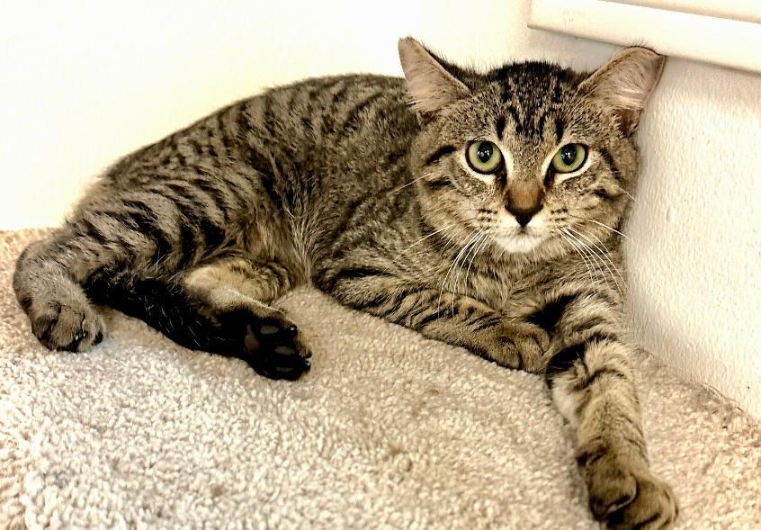 Enlarge Nino, a Adoptable Tabby in West Hills, CA image 2/3