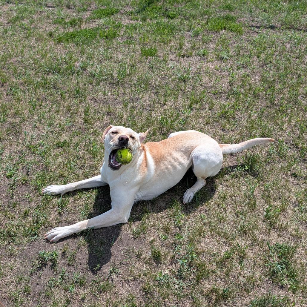 Fable, a Adoptable Yellow Labrador Retriever in Detroit Lakes, MN image 1/6
